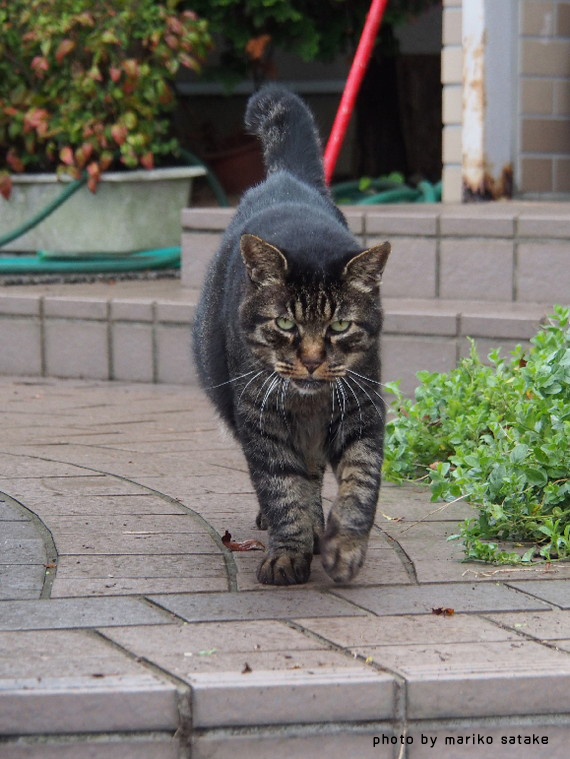 オトコの風貌 フェリシモ猫部