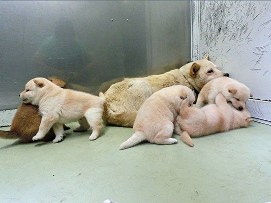 9-Puppies.jpg