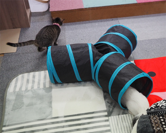 sakuraneko3547.jpg