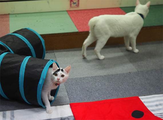 sakuraneko3548.jpg
