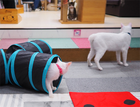 sakuraneko3549.jpg
