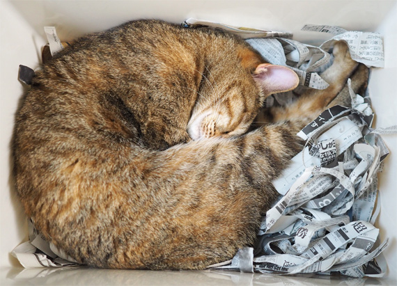 sakuraneko3551.jpg