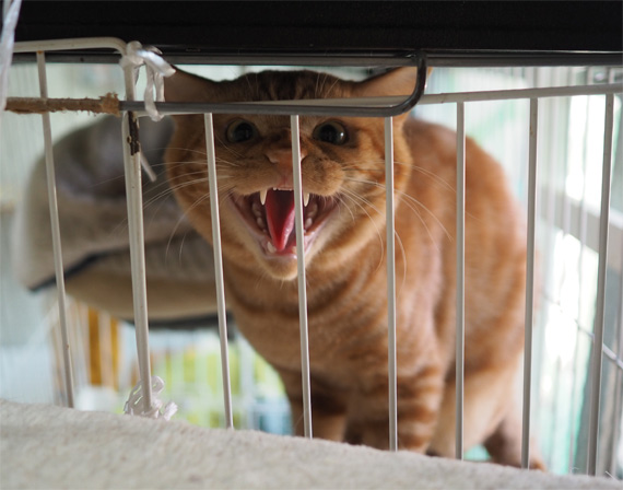 sakuraneko3599.jpg