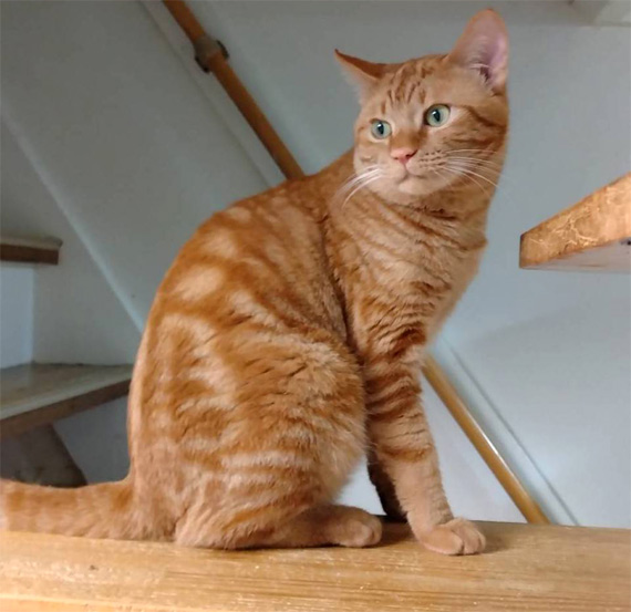 sakuraneko3614.jpg