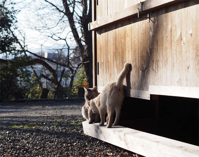 猫神社4.jpg