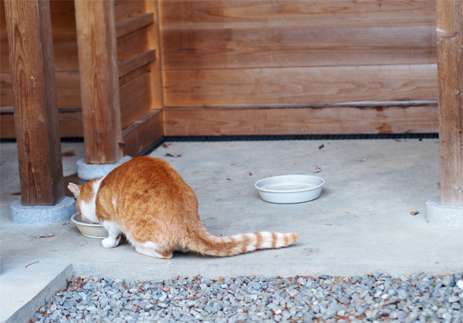 猫神社5.jpg